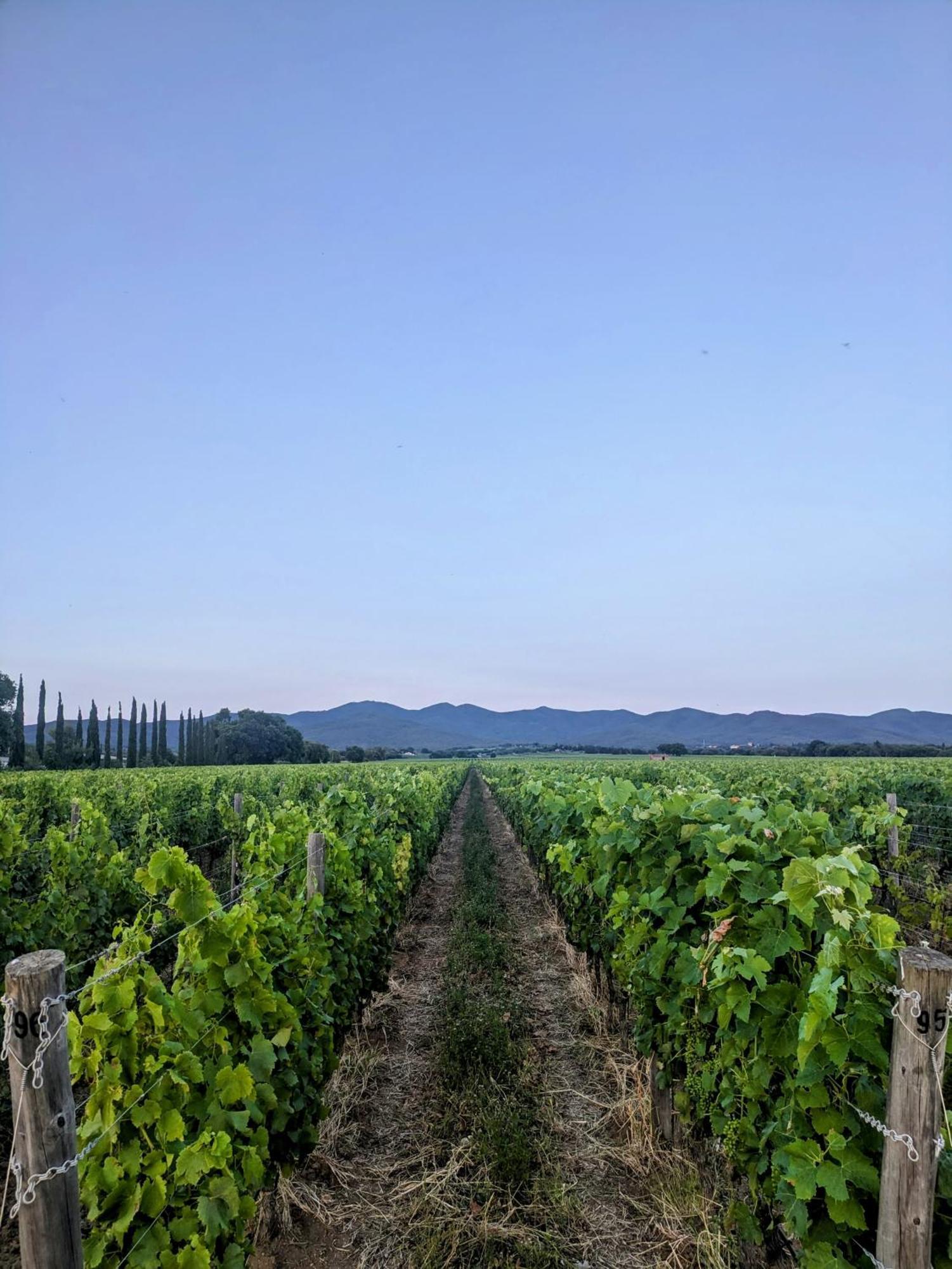 Agriturismo I Debbi Bibbona Buitenkant foto